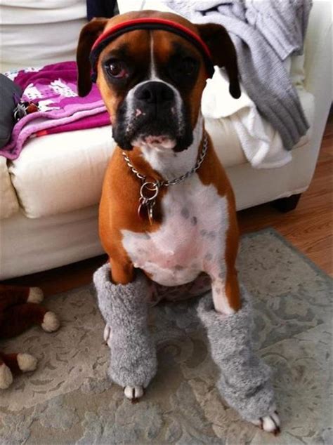 Funny Boxer Dog Dump A Day