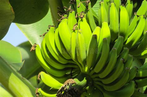 Bunch Of Green Bananas Stock Image Image Of Growth Farm 83367665