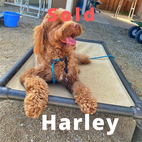 Every day of boot camp, we received daily foundation knowledge, full of advice our pup bailey's her behavior has improved so much since we first brought her to aly's puppy bootcamp. Harley - Australian Labradoodle - Alys Puppy Bootcamp