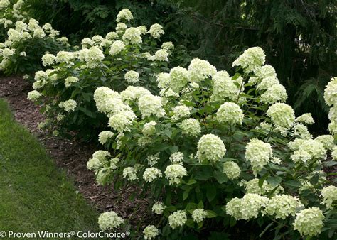 'pee wee' hydrangea paniculata 'phantom' hydrangea paniculata 'pink diamond' hydrangea paniculata 'polar bear' pbr hydrangea paniculata 'rastede' hydrangea paniculata 'savill lace' hydrangea paniculata 'shikoku flash' hydrangea paniculata 'silver dollar' hydrangea paniculata. Little Lime® - Panicle Hydrangea - Hydrangea paniculata ...