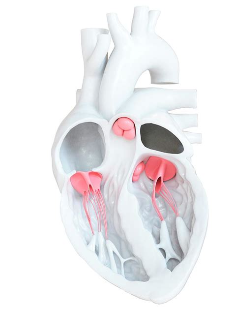 Human Heart Valves Photograph By Sebastian Kaulitzkiscience Photo