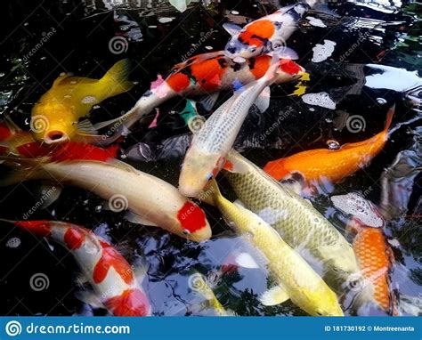 Many Colorful Carp Are Swimming In The Pond A Group Of Carps Swims In