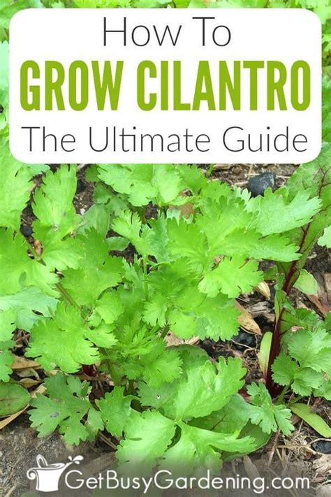 Growing Cilantro How To Care For Coriander Plant Get Busy Gardening