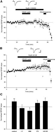 It is a crime investigation novel. Leptin Induces a Novel Form of NMDA Receptor-Dependent LTP ...