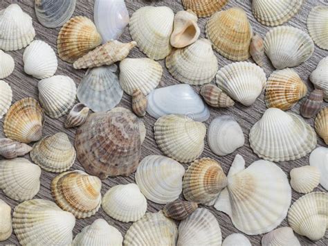 Background Of Different Shells Stock Photo Image Of Collection