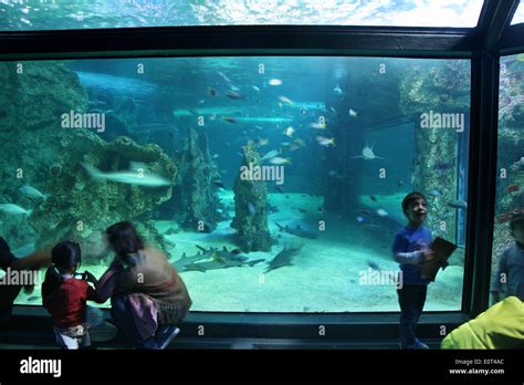 Sydney Aquariums Spectacular Underwater Displays Stock Photo Alamy