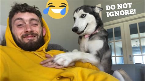 husky puppies hate being ignored prank [she bites me ] youtube