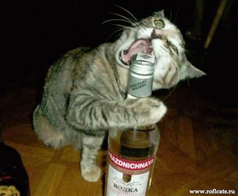 Create Meme Cat Loves Champagne Pictures Meme Arsenal Com