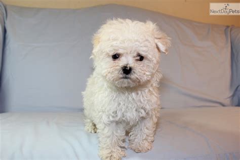 Curly Malti Poo Maltipoo Puppy For Sale Near Lake Of The Ozarks