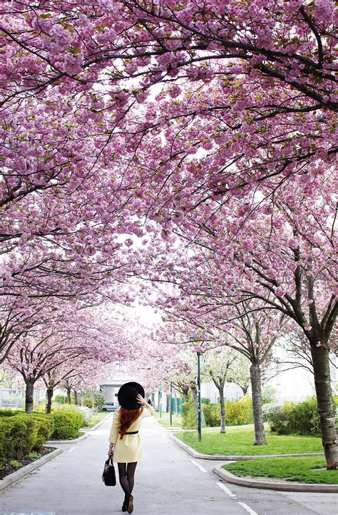 Cherry Blossom Street Vienna Insider