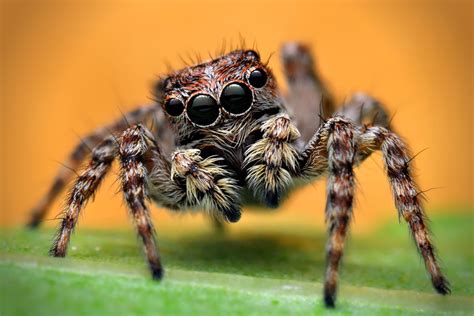 Jumping Spider Wallpapers Backgrounds