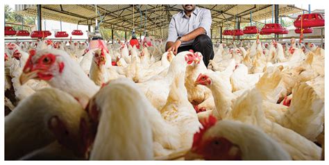 Poultry Worker Arrested As Over 1300 Chickens Worth N8 Million Vanish From Farm