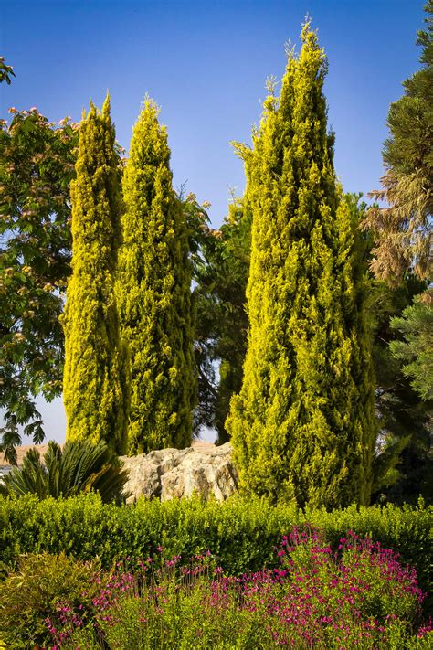 Golden Italian Cypress Tree For Sale The Tree Center