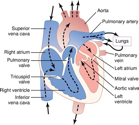 Structure Of The Heart Blood Flow Through The Chambers And Heart Download Scientific