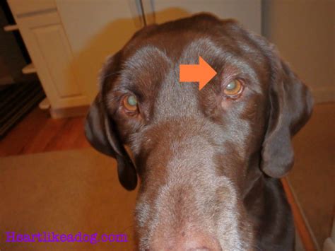 Dog Swollen Eyes And Hives Astigmatism Glaucoma Swollen Eyes Disease