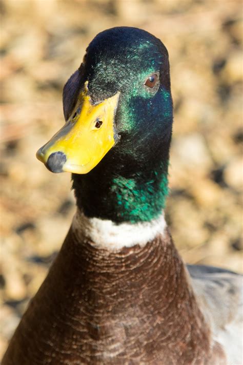 Mallard Duck Free Stock Photo Public Domain Pictures
