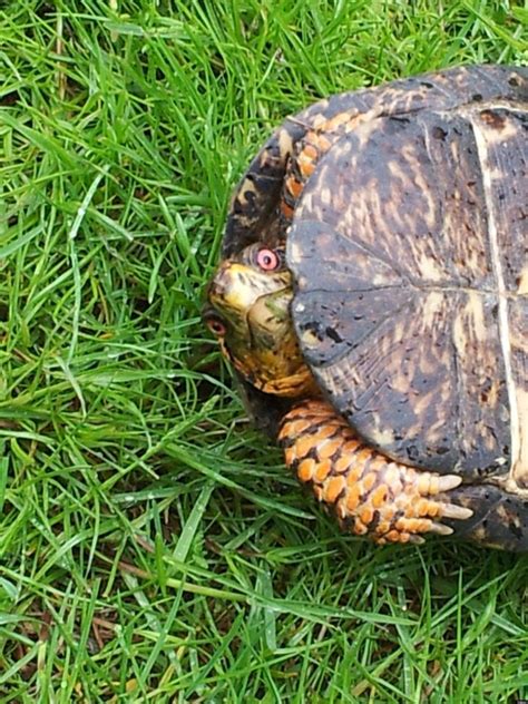 Turtle Sex Photos Capture Reptiles Intimate Moment On Golf Course Nsfw Graphic Pictures