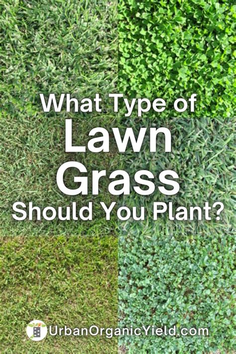 Types Of Lawn Grass Best Grass Seed Lawn Different Types Of Grass