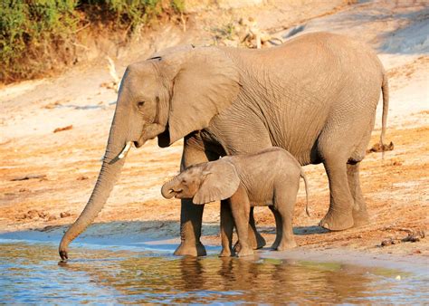 Savanna African Bush Elephant - Pets Lovers