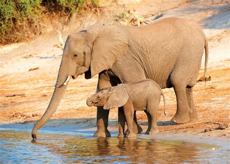 Baby African Savanna Elephant Pets Lovers