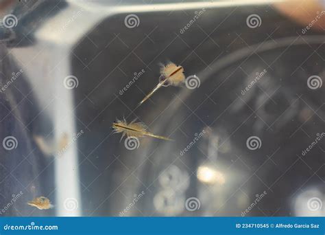 Artemia Or Artemia Salina Is A Genus Of Aquatic Crustaceans Also Known