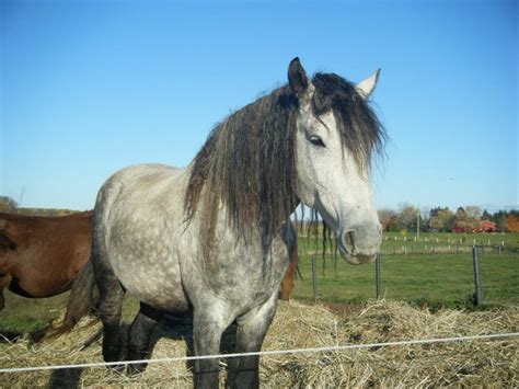 10 Most Exotic Horse Breeds With Pictures Pet Keen