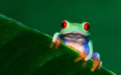 Leapfrog your way down this page and be amazed at how gorgeous and clear our huge collection of frog images is! Tree Frog HD Wallpapers