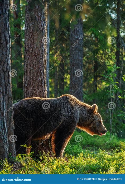 Adult Brown Bear At Sunset Light Backlit Brown Bear Stock Photo