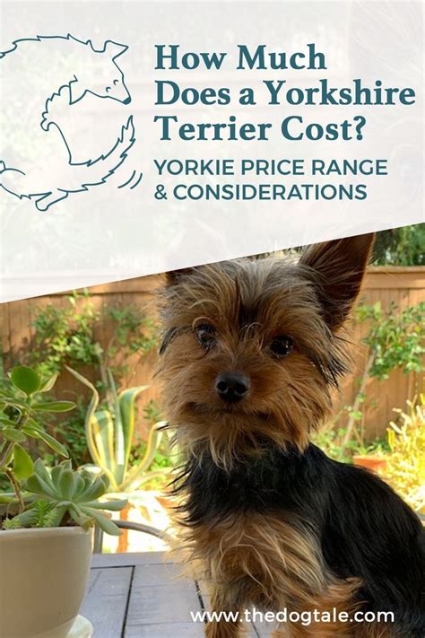 Typical Yorkie Prices Range From 1500 To 3000 But The Cost Can