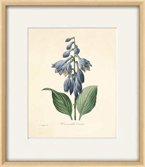 Blue Botanical Prints Vintage Flower Art Cottage Wall Art Etsy