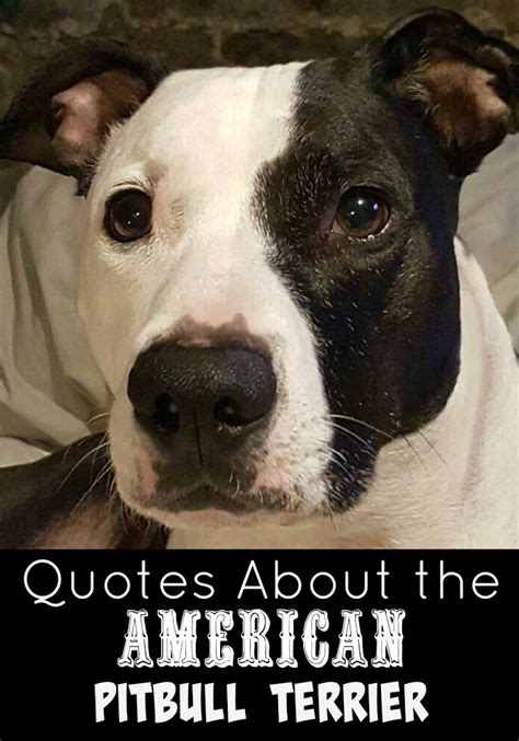Amazing Pitbull Dog Quotes In The Year 2023 Check It Out Now