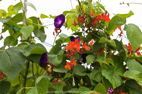 The Bright Red Flowers And Prolific Vines Of Scarlet Runner Beans