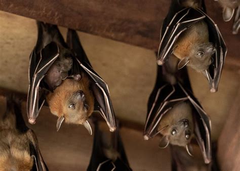 Gut Bacteria How Bats Shift The Paradigm