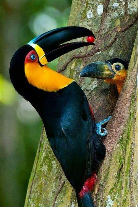 Gorgeous Photo Of Toucan Feeding Its Young Beautiful Birds Birds