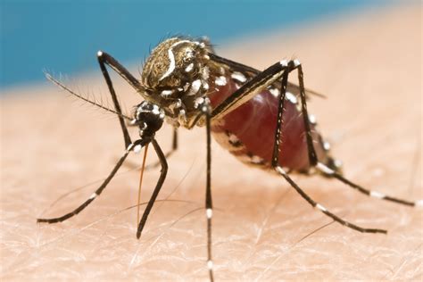 New Mosquito Threats Shift Risks From Our Swamps To Our Suburbs The