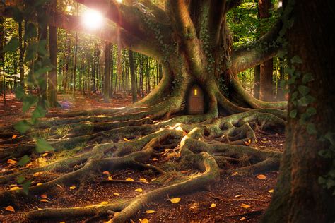 Download Wallpaper 3000x2000 House Forest Tree Roots