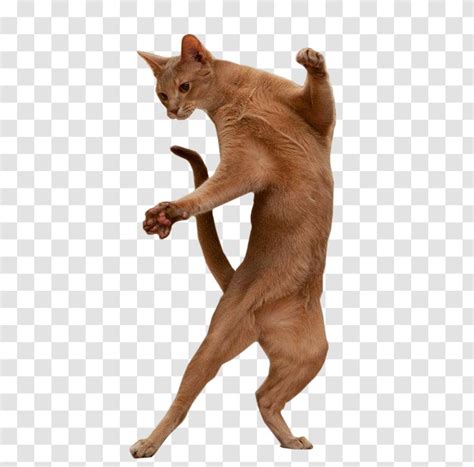 Cat Dancing Meme  Transparent Josefinromskaugdrommen
