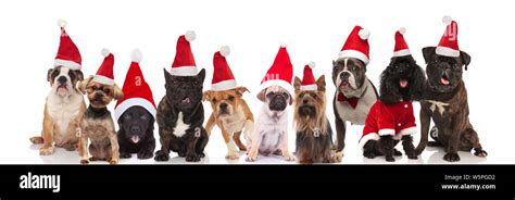 Many Cute Dogs Of Different Breeds Wearing Santa Hats Sitting Standing