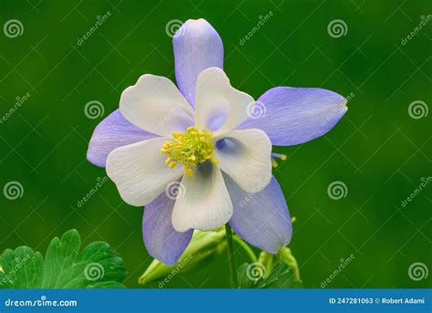 Aquilegia Coerulea Colorado Blue Columbine Flower With Bud Stock Image