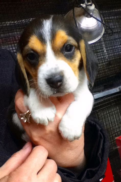Pocket Beagle Puppy Cute Beagles Cute Puppies Dogs And Puppies Cute