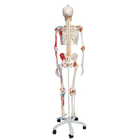 3b Scientific™ Deluxe Human Skeleton Includes 3b Smart Anatomy