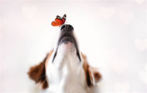 Wallpaper Background Butterfly Dog Images For Desktop Section собаки