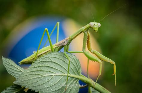 Mantis Religiosa Museo De Historia Natural De Concepción