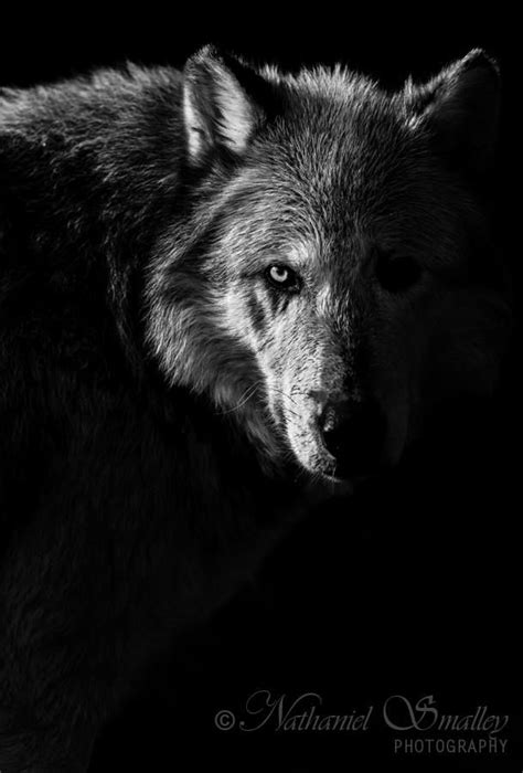 Bandw Wolf In Shadows Wolf Dog Wolf Spirit Animal Wolf Pictures