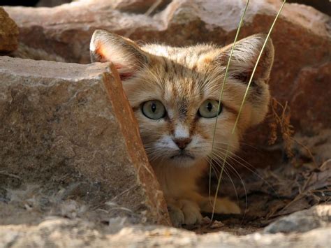 Cute Sand Cat Spotted For The First Time In A Decade In