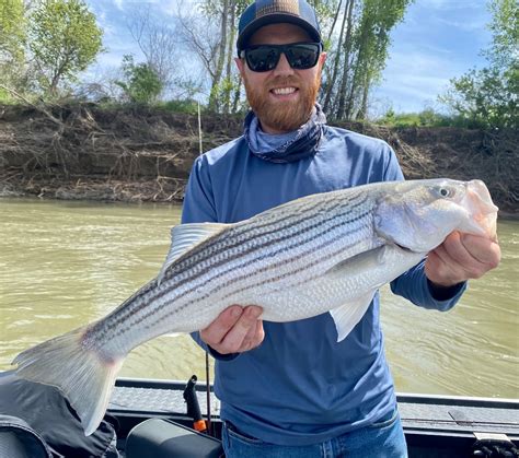 Fishing Sac River Striped Bass Season