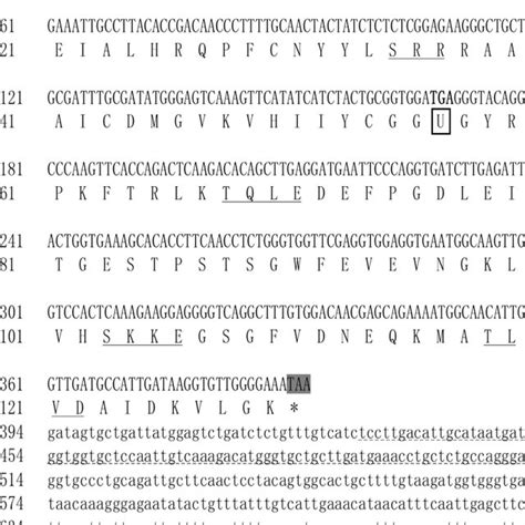 structure of putative selenocysteine insertion sequence secis element download scientific