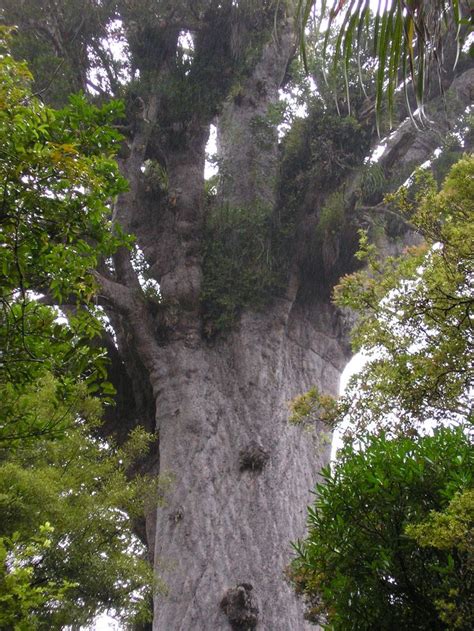 Tāne Mahuta Is A Giant Kauri Tree In The Waipoua Forest Of The