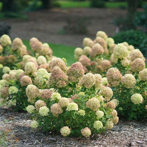 Plant Of The Week Little Lime Panicle Hydrangea Plant Of The Week
