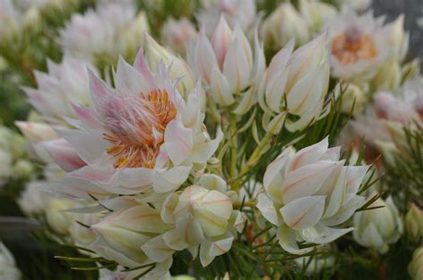 And by growing cut flowers in your own garden, rather than paying for blooms that have been shipped halfway across the world, you're doing your bit to reduce air miles. Pin on Serruria